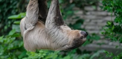 Van stresskip naar luiaard